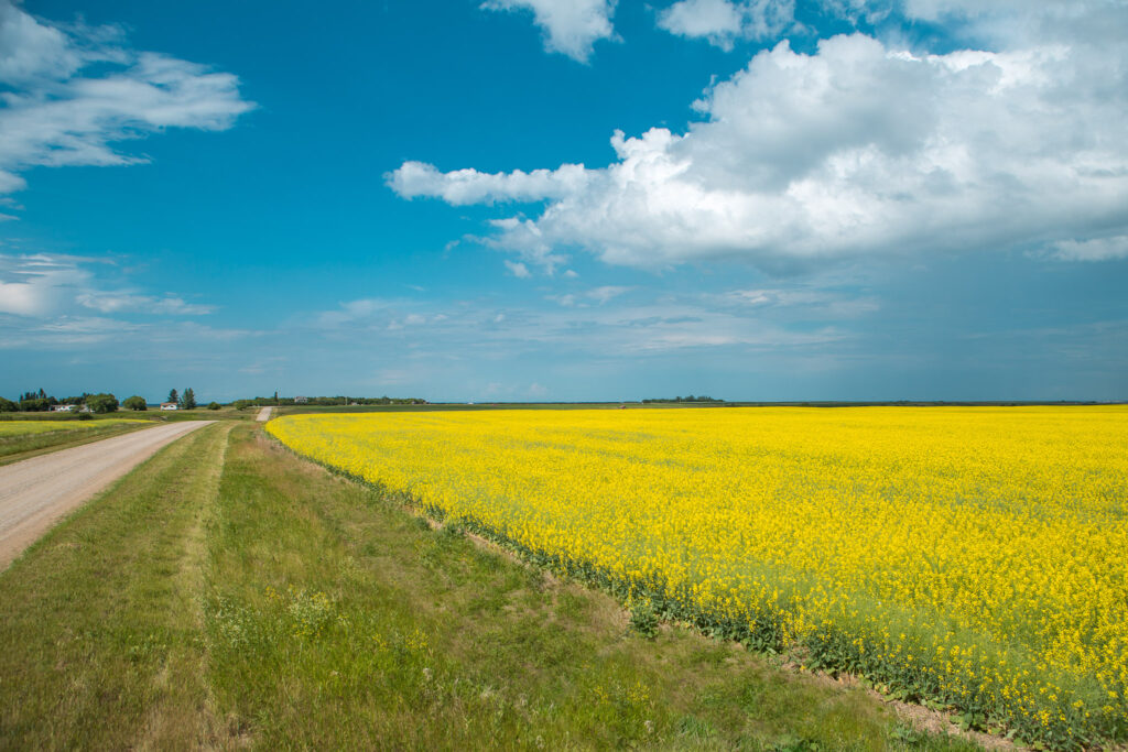 broadgrain-dafoe-sk-shayne-gray