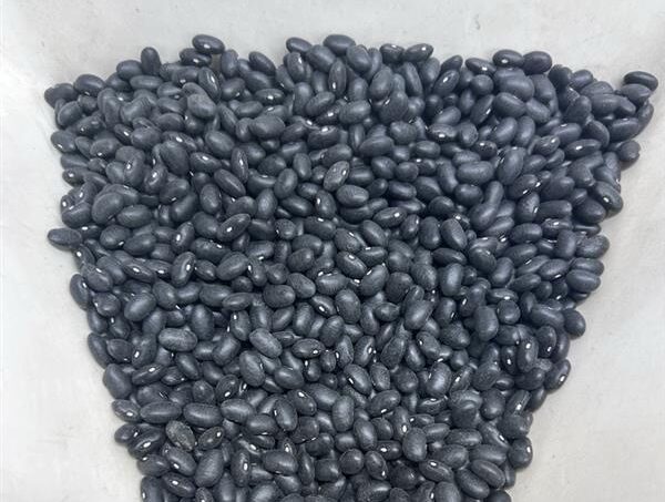 Dry Beans Canada