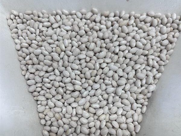 Dry Beans Canada