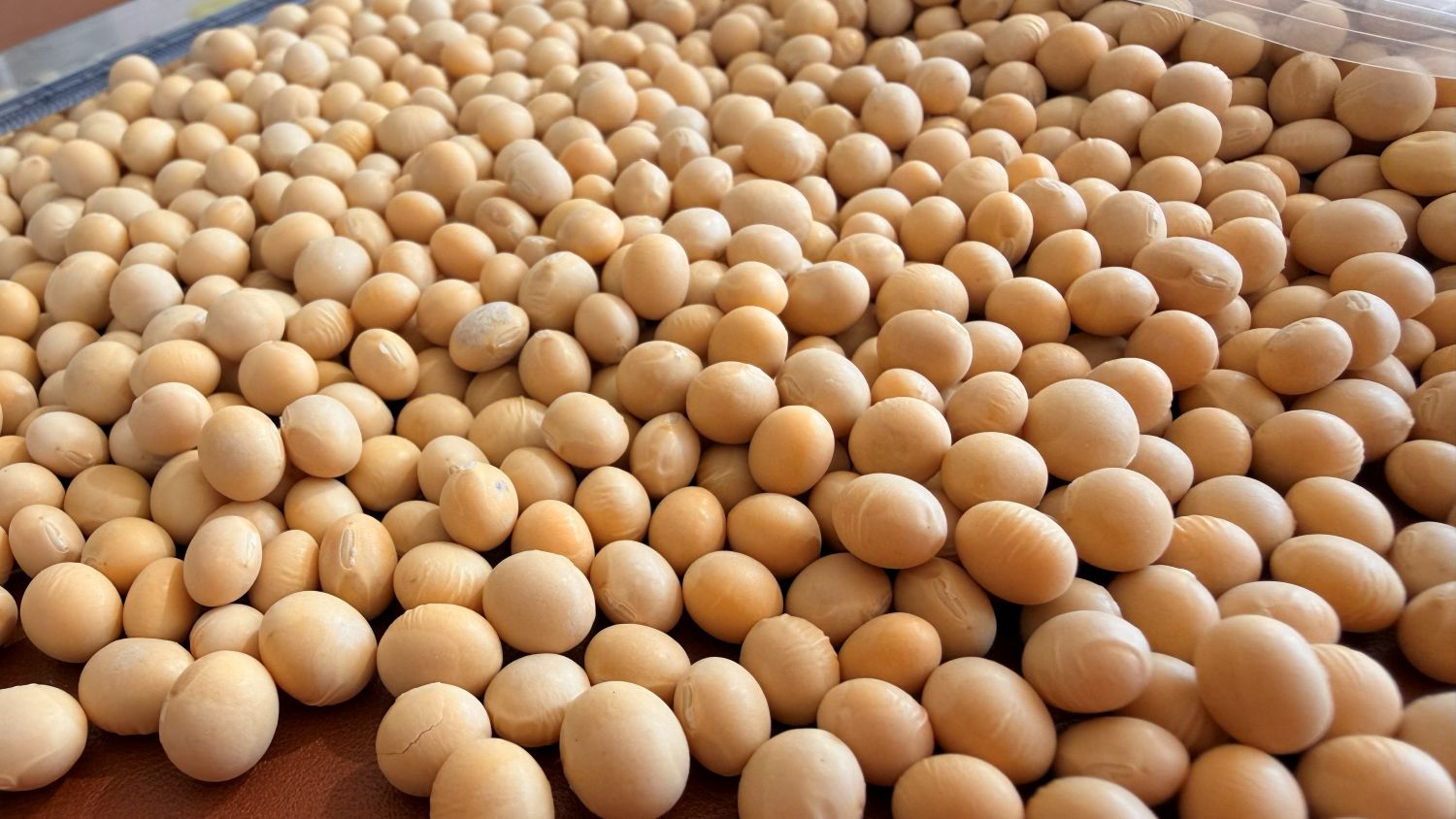 NON GMO SOYBEANS & IP SOYBEANS CANADA