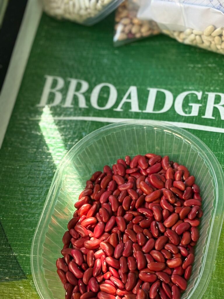 Dark red kidney beans