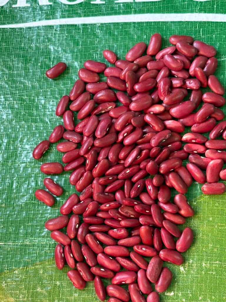 Dark red kidney beans