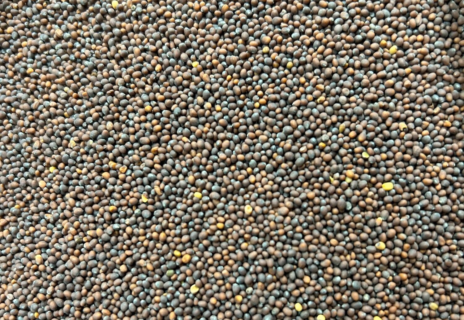 Yellow Mustard, Oriental Mustard, Brown Mustard - Canada