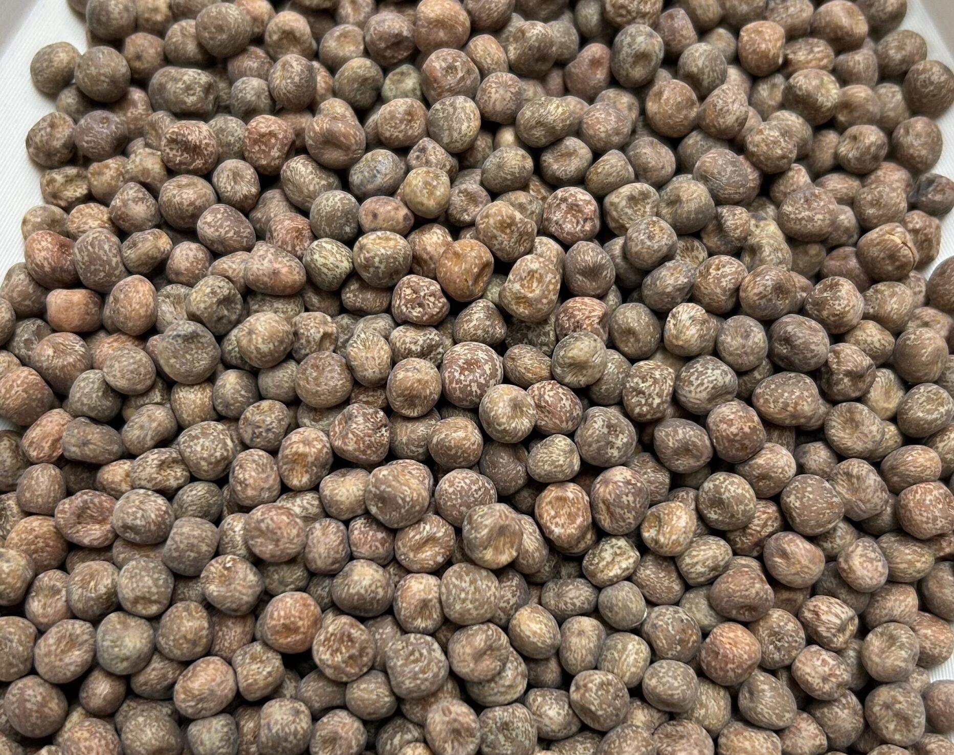 Green peas, Yellow peas, maple peas Canada