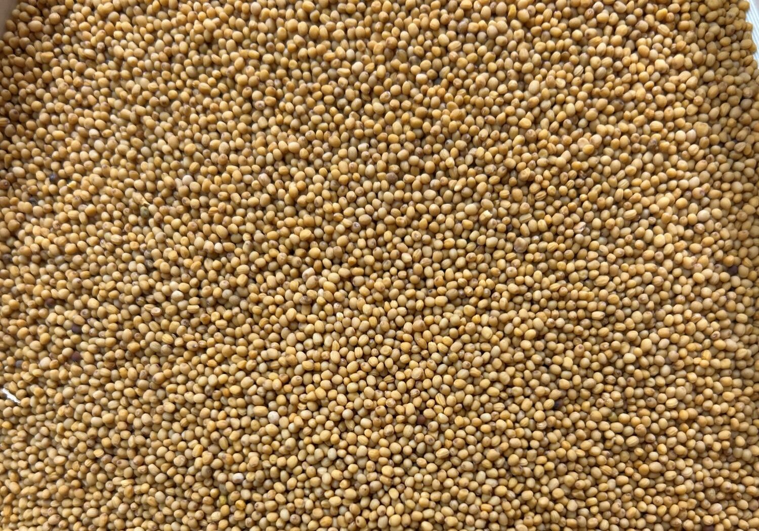 Yellow Mustard, Oriental Mustard, Brown Mustard - Canada