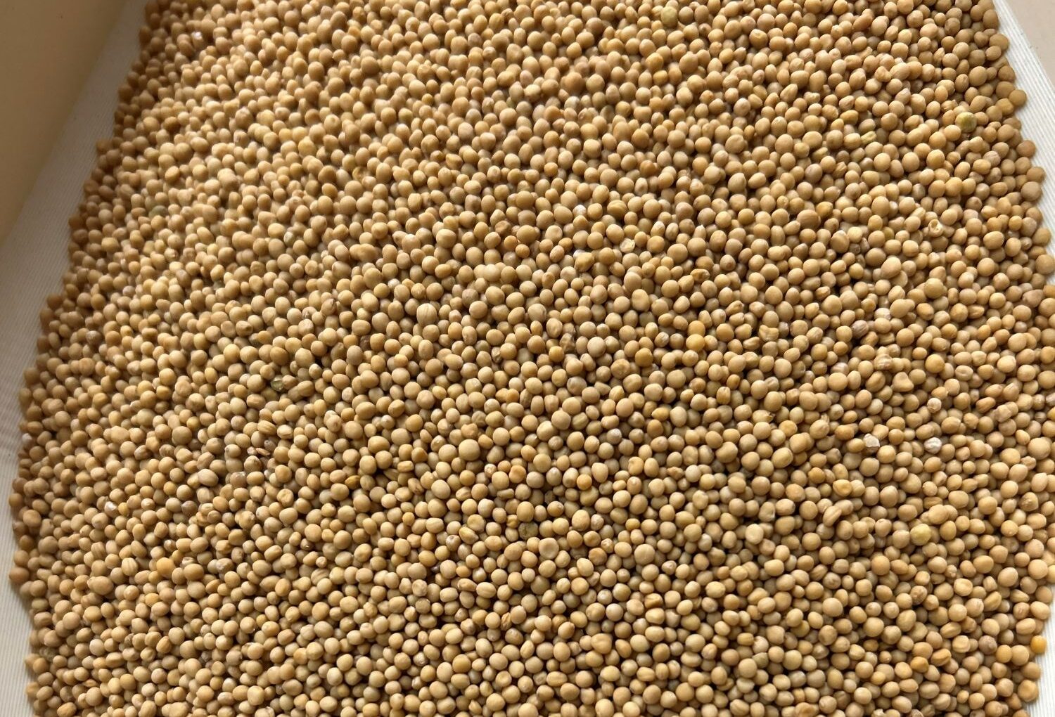 Yellow Mustard, Oriental Mustard, Brown Mustard - Canada