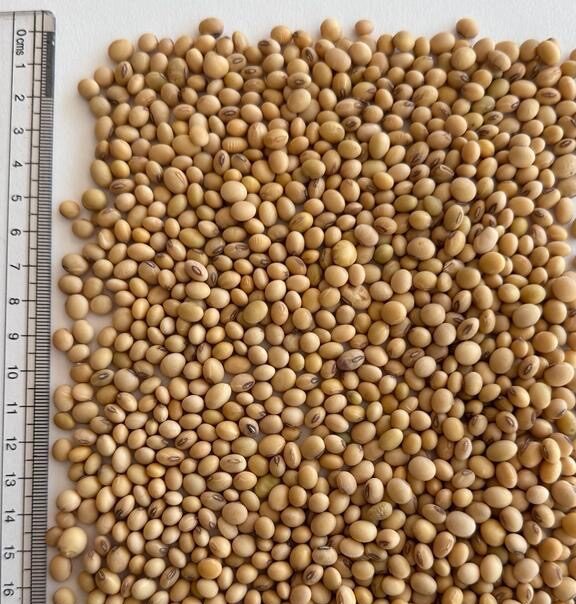 Non GMO Soybeans Nigeria