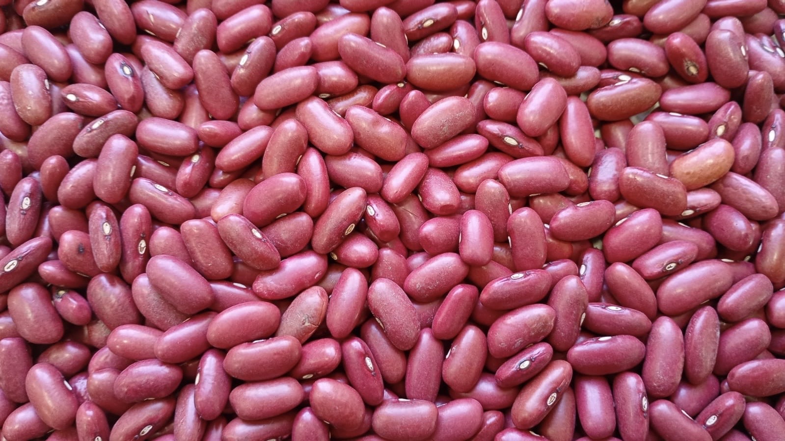 Dark red kidney beans